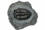 Detailed Coltraneia Trilobite Fossil - Huge Faceted Eyes #328572-3